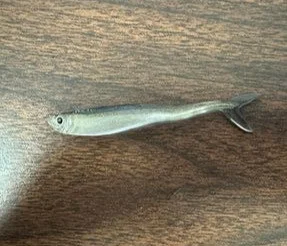 bandwtackle-84126